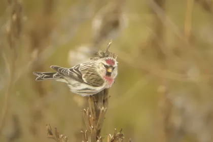ベニヒワの写真 - 野鳥図鑑