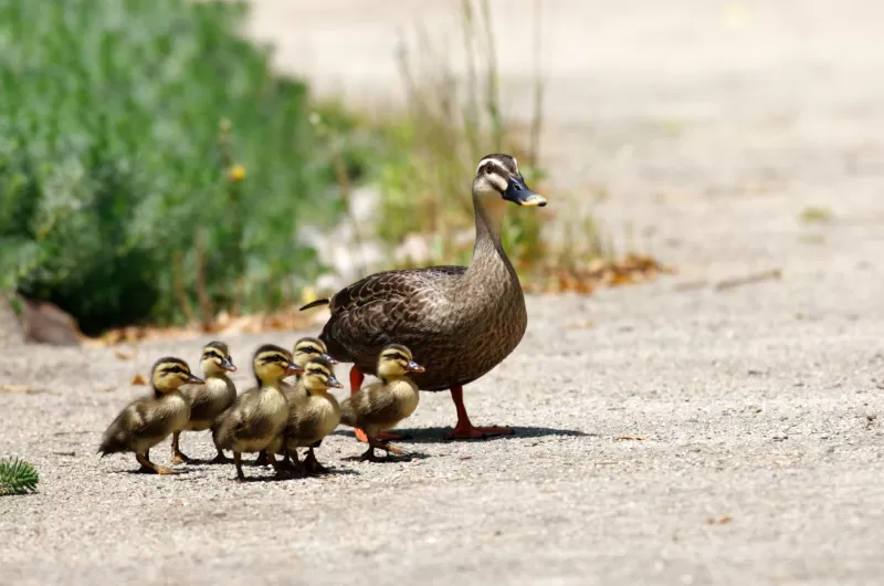 カルガモの写真 - 野鳥図鑑