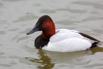 オオホシハジロの写真 - 野鳥図鑑