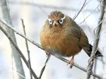 ガビチョウの写真5 - 野鳥図鑑