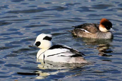 ミコアイサの写真 - 野鳥図鑑