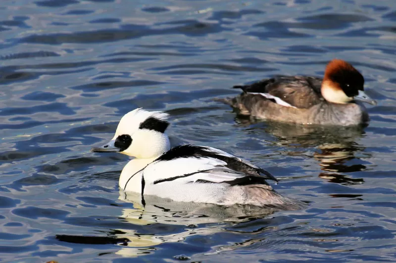 ミコアイサの写真 - 野鳥図鑑