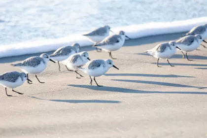 ミユビシギの写真 - 野鳥図鑑