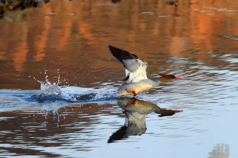 コウライアイサの写真 - 野鳥図鑑