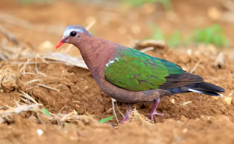 キンバトの写真 - 野鳥図鑑