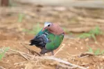 キンバトの写真2 - 野鳥図鑑