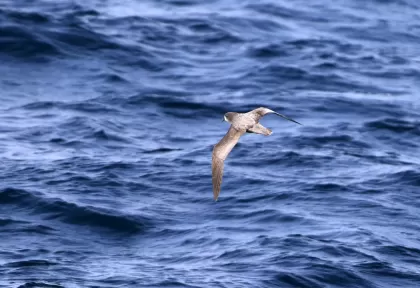ハジロミズナギドリの写真 - 野鳥図鑑