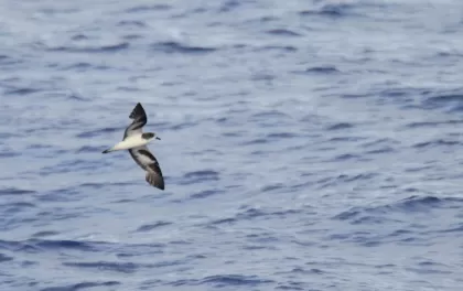 シロハラミズナギドリの写真 - 野鳥図鑑