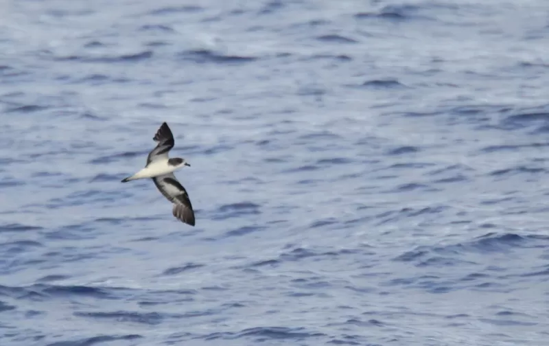 シロハラミズナギドリの写真 - 野鳥図鑑