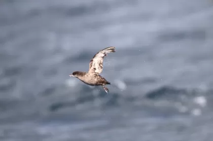 ハシボソミズナギドリの写真 - 野鳥図鑑