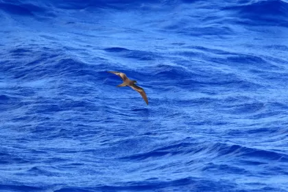アナドリの写真 - 野鳥図鑑
