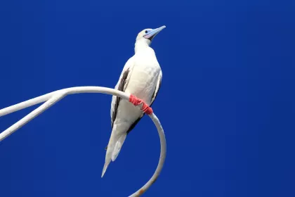 アカアシカツオドリの写真 - 野鳥図鑑