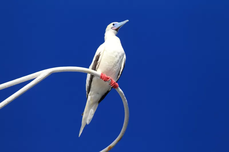 アカアシカツオドリの写真 - 野鳥図鑑