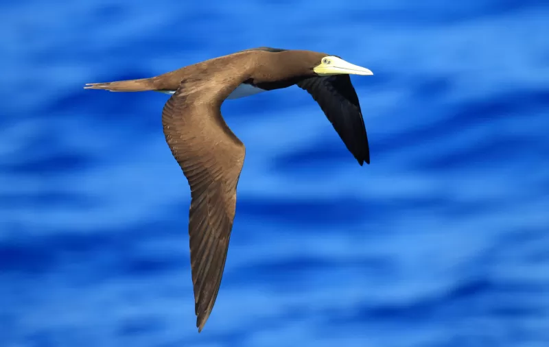 カツオドリの写真 - 野鳥図鑑
