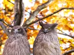 シマフクロウの写真3 - 野鳥図鑑