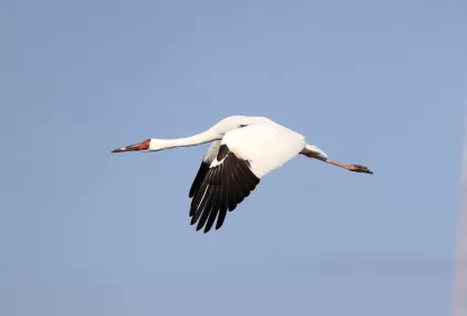 ソデグロヅルの写真 - 野鳥図鑑