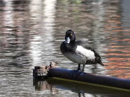 スズガモの写真 - 野鳥図鑑