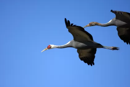 マナヅルの写真 - 野鳥図鑑