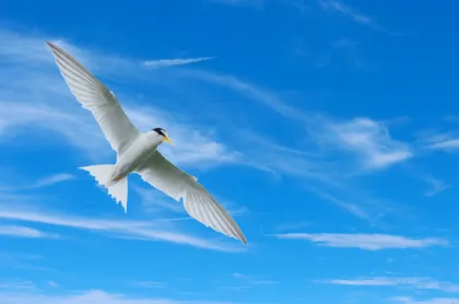 コアジサシの写真 - 野鳥図鑑