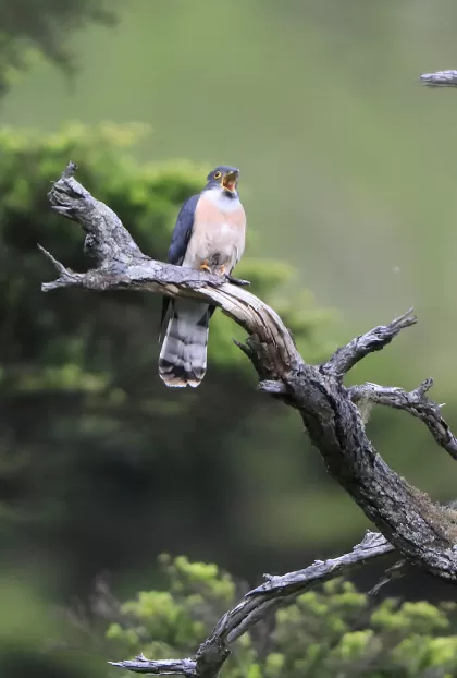 ジュウイチの写真 - 野鳥図鑑