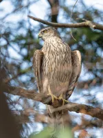 オオタカの写真2 - 野鳥図鑑