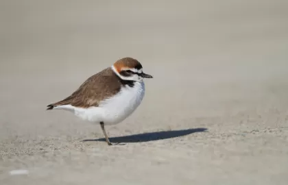 シロチドリの写真 - 野鳥図鑑
