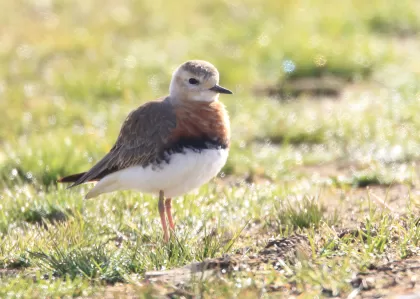 オオチドリの写真 - 野鳥図鑑
