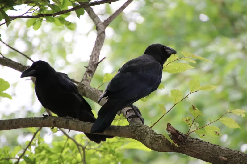 ハシブトガラスの写真 - 野鳥図鑑