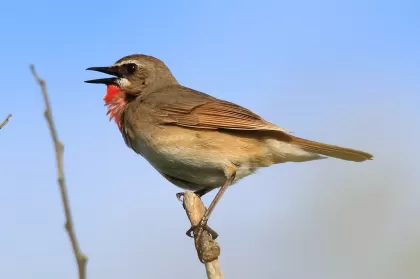ノゴマの写真 - 野鳥図鑑