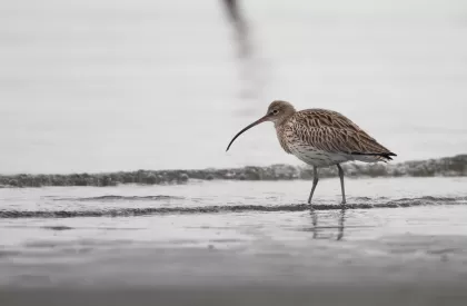ダイシャクシギの写真 - 野鳥図鑑