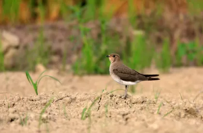ツバメチドリの写真 - 野鳥図鑑