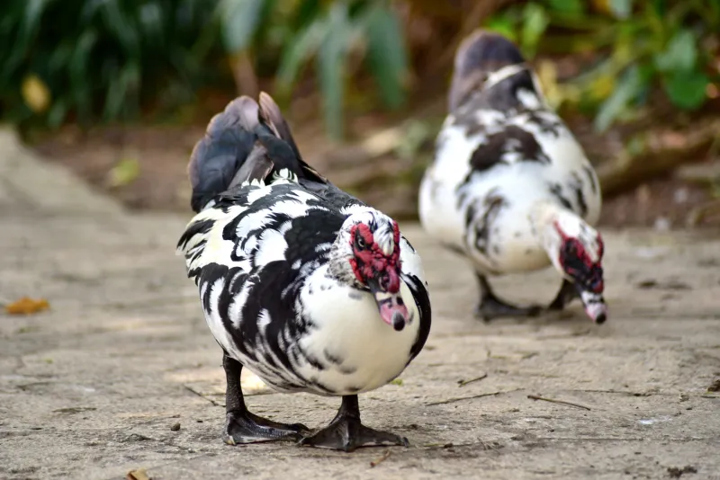 バリケンの写真 - 野鳥図鑑