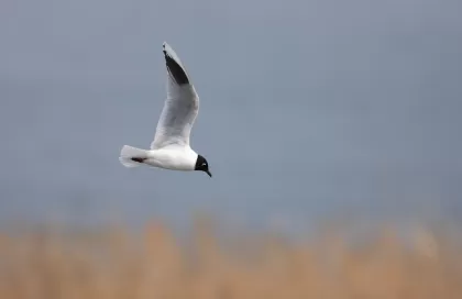 ズグロカモメの写真 - 野鳥図鑑