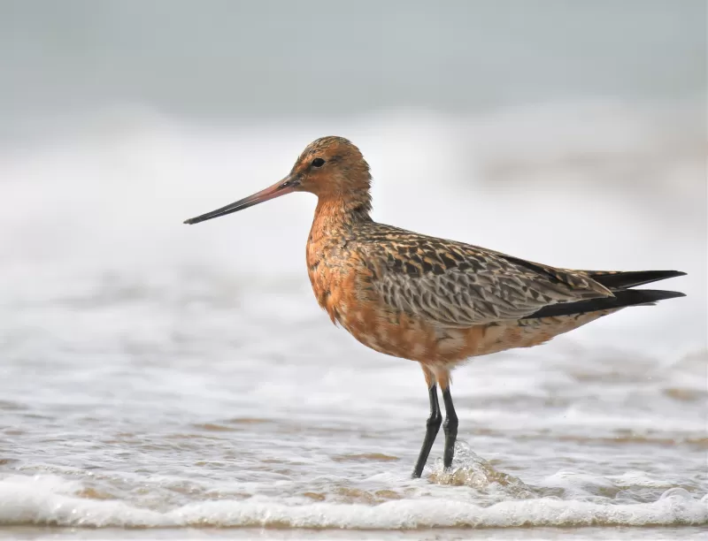 オオソリハシシギの写真 - 野鳥図鑑
