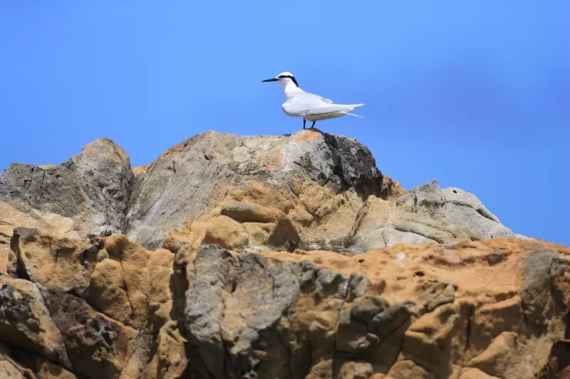 エリグロアジサシの写真 - 野鳥図鑑