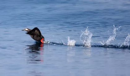 ケイマフリの写真 - 野鳥図鑑
