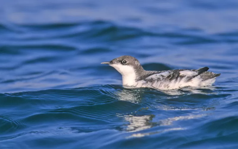 ウミスズメの写真 - 野鳥図鑑