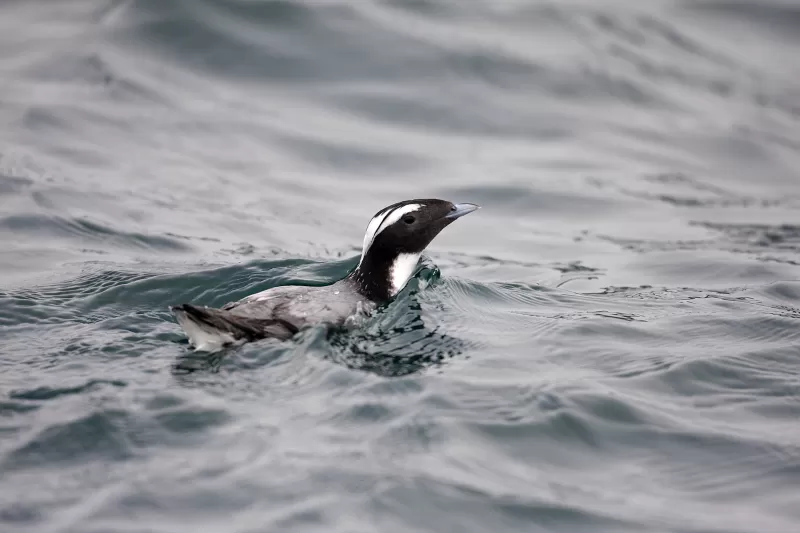 カンムリウミスズメの写真 - 野鳥図鑑