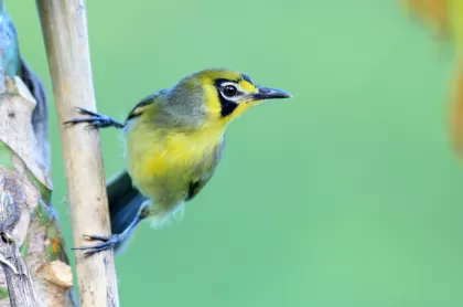 メグロの写真 - 野鳥図鑑