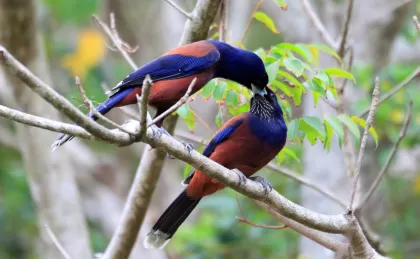 ルリカケスの写真 - 野鳥図鑑