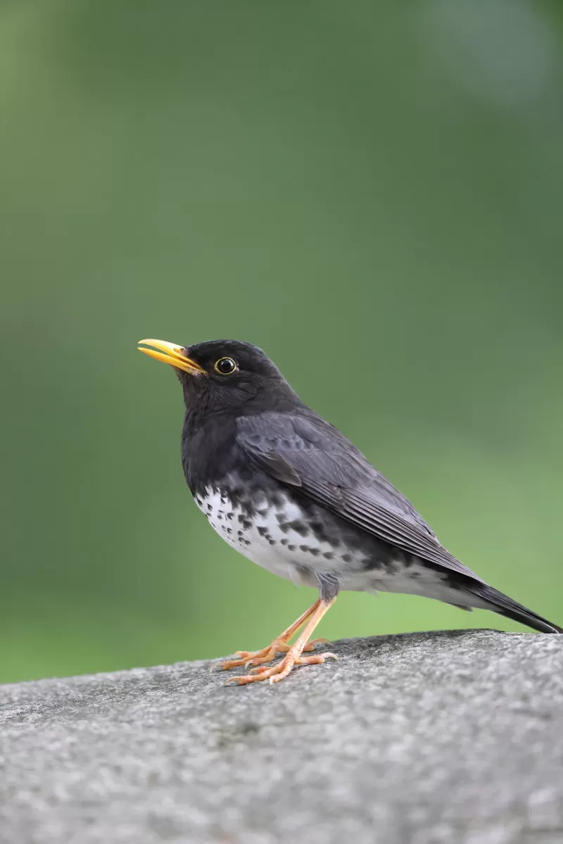 クロツグミの写真 - 野鳥図鑑
