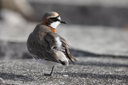 メダイチドリの写真 - 野鳥図鑑