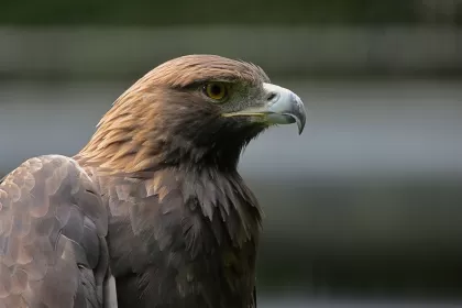 イヌワシの写真 - 野鳥図鑑