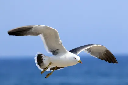 ウミネコの写真 - 野鳥図鑑