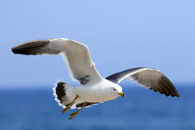 ウミネコの写真 - 野鳥図鑑