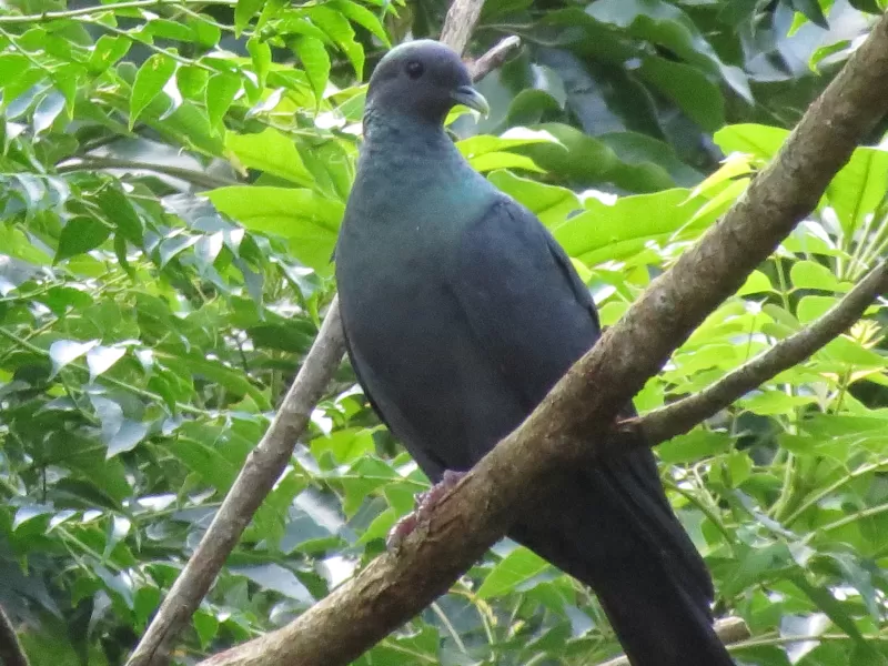 カラスバトの写真 - 野鳥図鑑