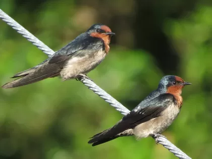 リュウキュウツバメの写真 - 野鳥図鑑