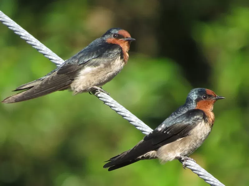 リュウキュウツバメの写真 - 野鳥図鑑