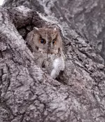 オオコノハズクの写真1 - 野鳥図鑑