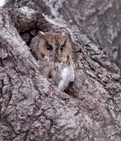 オオコノハズクの写真 - 野鳥図鑑